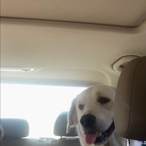 Meet your Posher, Jolene - Picture 4 of 7